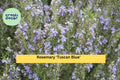 Organic Rosemary ‘Tuscan Blue’ Live Starter Plant – Aromatic Evergreen Herb for Pots & Garden, Drought-Tolerant, USDA Zones 8–11