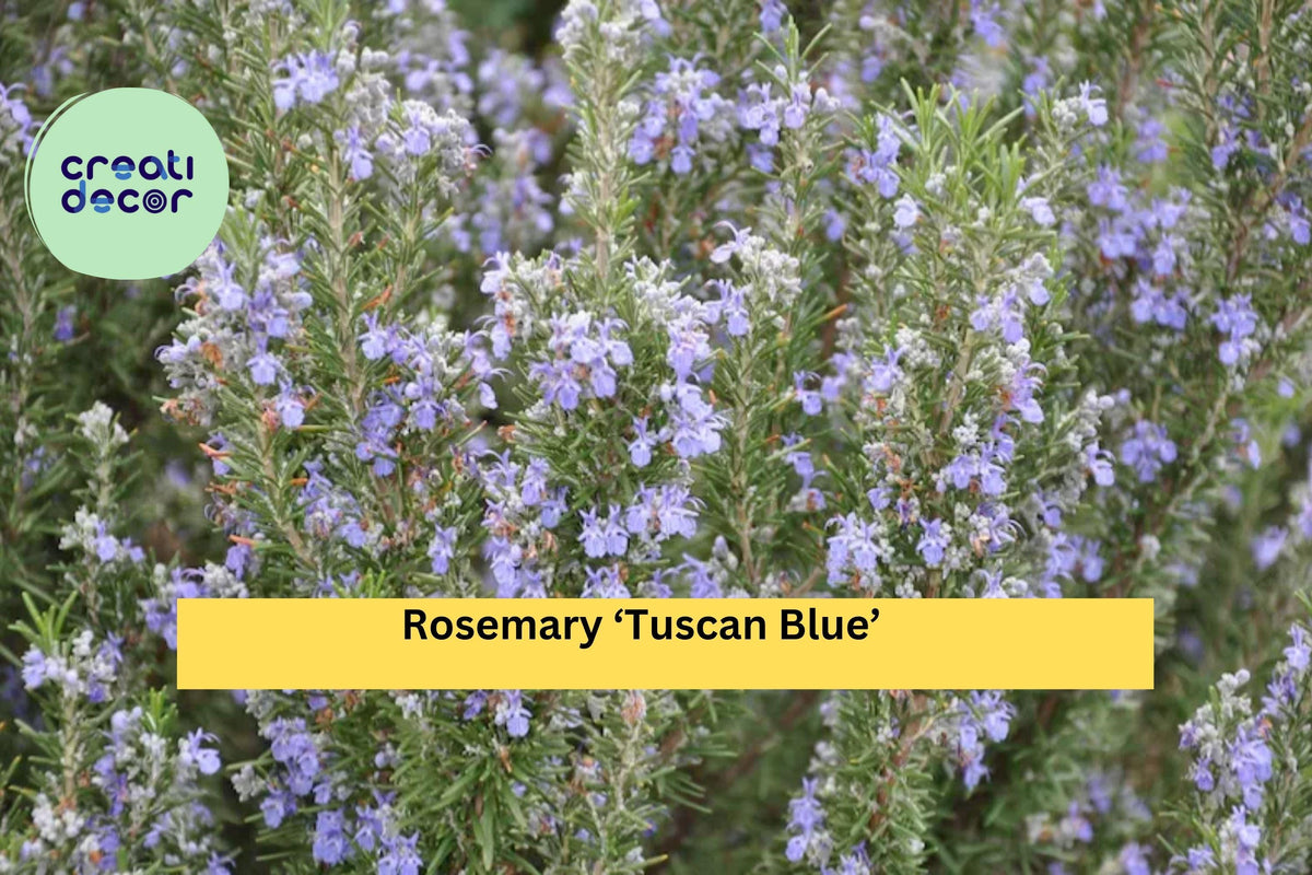 Organic Rosemary ‘Tuscan Blue’ Live Starter Plant – Aromatic Evergreen Herb for Pots & Garden, Drought-Tolerant, USDA Zones 8–11