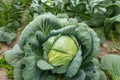 Copenhagen Market Cabbage Seeds – 250 Heirloom Brassica oleracea var. capitata for Home Gardens, Market Growers, and Cooking