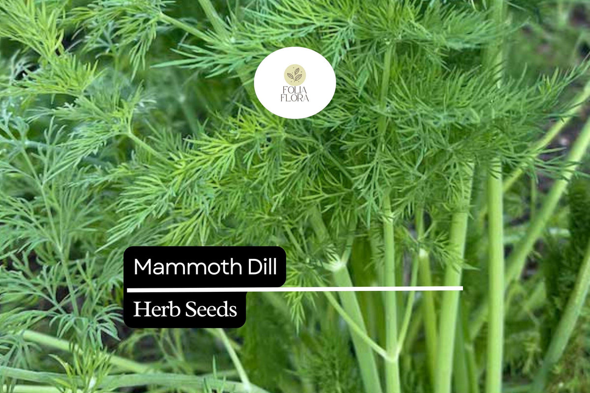 500 Seeds Mammoth Dill Herb Seeds – Aromatic Anethum graveolens for Culinary, Pollinator Gardens, and Herb Growing