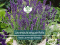 100 Vera Lavender Seeds (Lavandula angustifolia) – Non-GMO, Heirloom, Aromatic Herb for Gardens, DIY Projects, Organic Planting