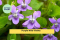 Purple Wild Violet Roots – Native Viola spp. Perennial Wildflowers for Shade Gardens, Groundcover & Natural Landscaping
