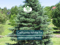California White Fir Tree Seeds - Abies concolor, Evergreen Conifer for Landscaping, Reforestation & Garden, Drought & Cold Hardy