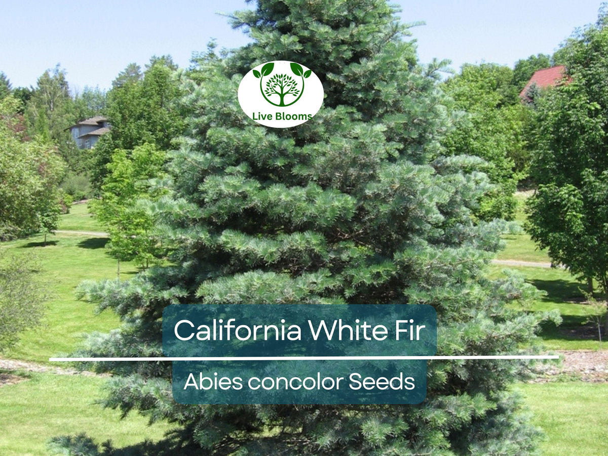 California White Fir Tree Seeds - Abies concolor, Evergreen Conifer for Landscaping, Reforestation & Garden, Drought & Cold Hardy
