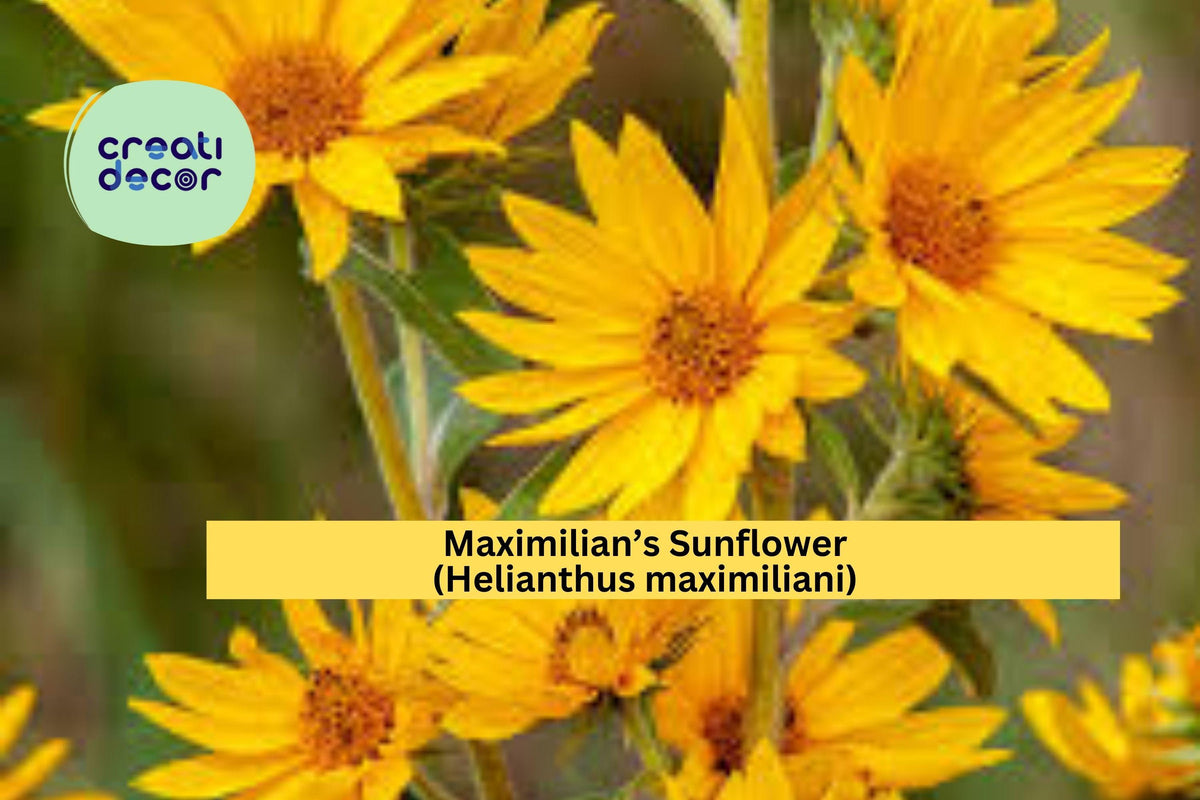 Maximilian’s Sunflower Seeds – 50 Native Perennial, Tall Yellow Blooms, Pollinator Friendly, Helianthus maximiliani