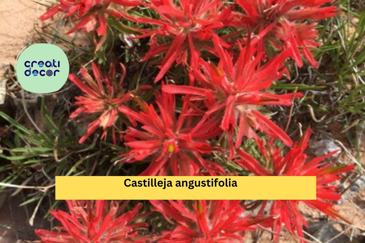 Castilleja angustifolia v. dubia Seeds (300) – Indian Paintbrush Wildflower, Drought-Tolerant Perennial, Native Pollinator Plant