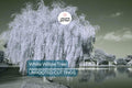 White Willow Tree Cutting with Silver Shimmering Leaves, Fast-Growing Hardy Tree for Landscaping Zones 3-10