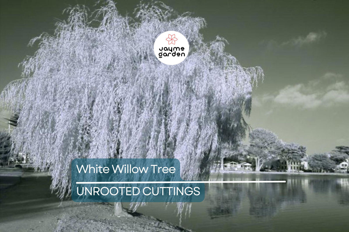 White Willow Tree Cutting with Silver Shimmering Leaves, Fast-Growing Hardy Tree for Landscaping Zones 3-10