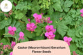 25+ Czakor Geranium Seeds | Geranium macrorrhizum Pink Hardy Perennial Ground Cover for Gardens