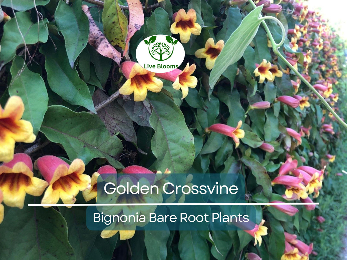Bare Root Golden Crossvine Plant – Bignonia capreolata, Yellow-Orange Trumpet Blooms, Fast-Growing Climber, Native Vine