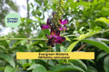Evergreen Wisteria Clipping 2-Gallon, Millettia reticulata, Purple Fragrant Flowering Vine, Evergreen Garden Plant