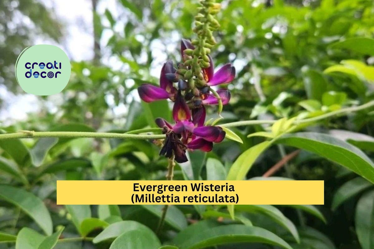 Evergreen Wisteria Clipping 2-Gallon, Millettia reticulata, Purple Fragrant Flowering Vine, Evergreen Garden Plant