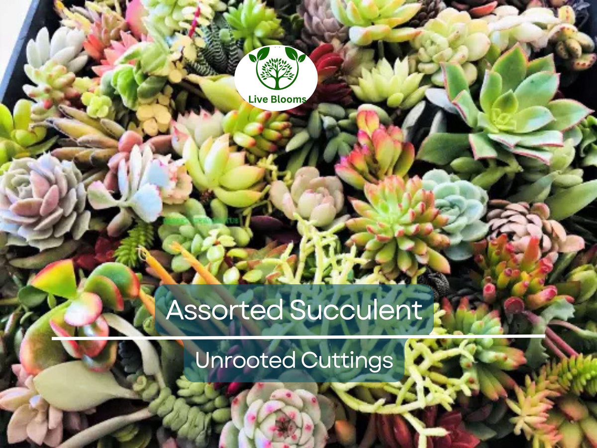 20 Assorted Succulent Cuttings Pack | 18 Varieties for Propagation, Indoor & Outdoor Gardening, Easy to Grow, Unrooted Succulents