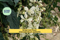Live 4" Bridal Veil Plant, Clerodendrum wallichii, Tropical Cascading White Blooms & Foliage, Indoor & Garden Shrub