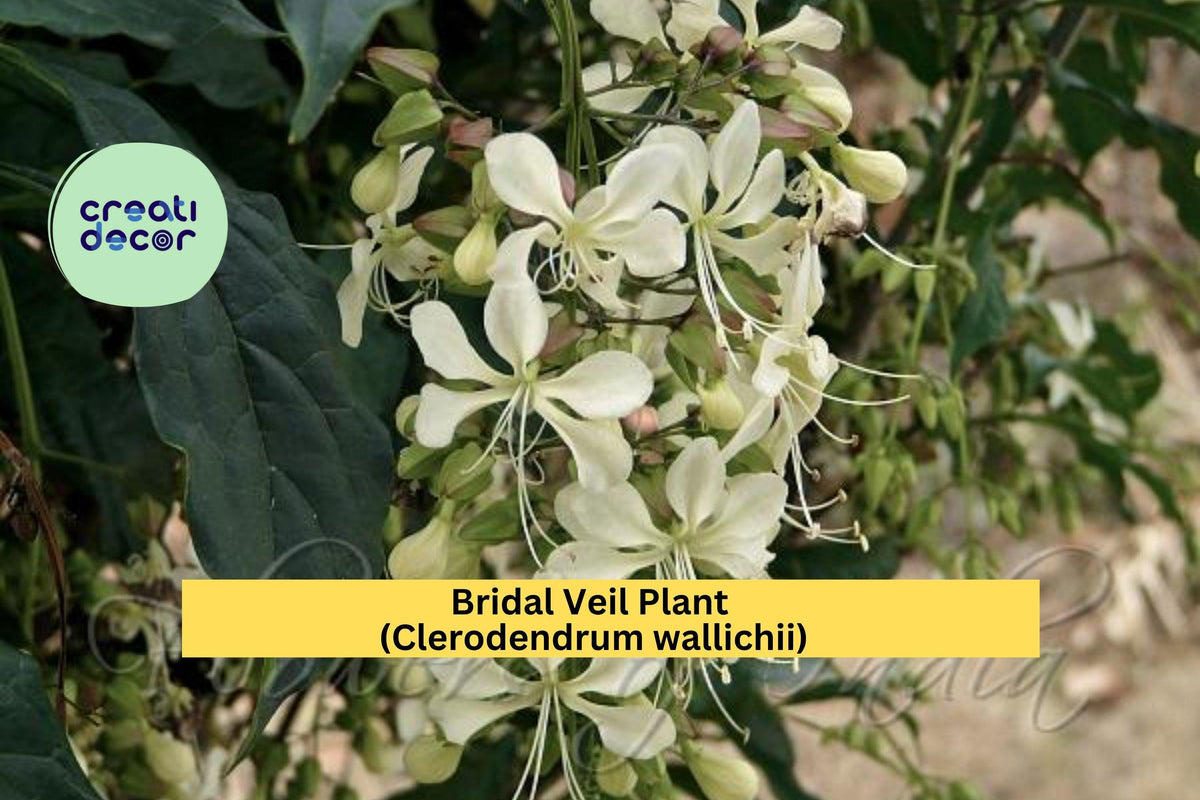 Live 4" Bridal Veil Plant, Clerodendrum wallichii, Tropical Cascading White Blooms & Foliage, Indoor & Garden Shrub