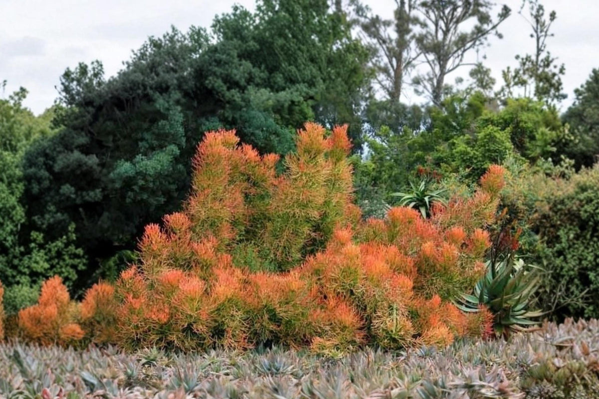 Fire Stick Pencil Cactus Succulent Cuttings - Euphorbia tirucalli, Drought-Tolerant Ornamental Plant