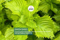 500 Green Shiso Seeds Non-GMO Perilla frutescens Culinary Herb Edible Flowers for Asian Cooking