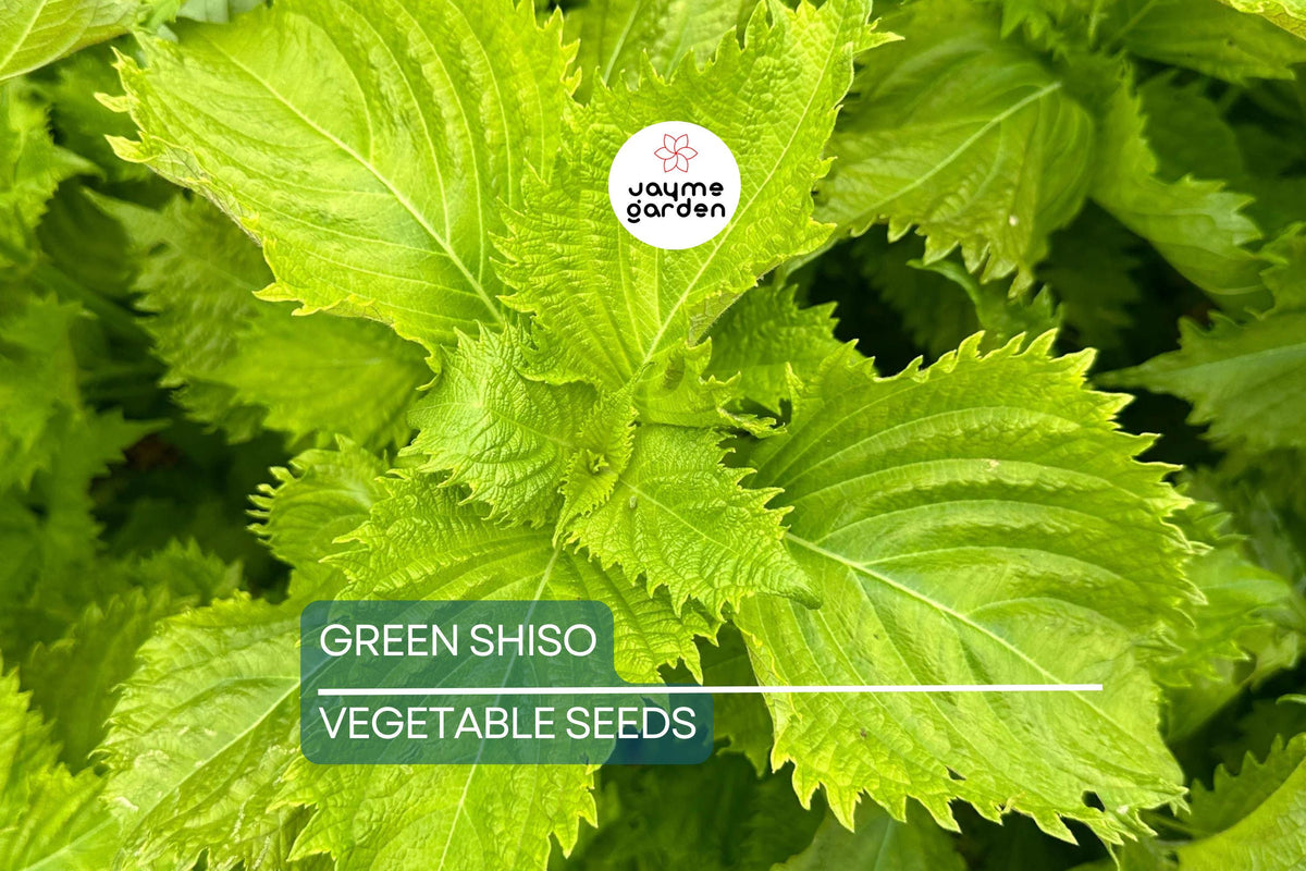 500 Green Shiso Seeds Non-GMO Perilla frutescens Culinary Herb Edible Flowers for Asian Cooking