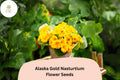 Tropaeolum majus Alaska Gold Nasturtium Seeds – 50+ Vibrant Yellow Blooms & Variegated Foliage for Garden and Containers