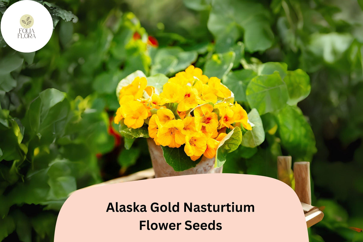 Tropaeolum majus Alaska Gold Nasturtium Seeds – 50+ Vibrant Yellow Blooms & Variegated Foliage for Garden and Containers