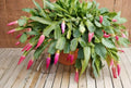 True Christmas Cactus Cuttings - Schlumbergera × buckleyi, Magenta Blooms, Epiphytic Houseplant, Heirloom Holiday Cactus