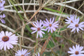 Sky Blue Aster Seeds – Symphyotrichum oolentangiense Native Wildflower for Pollinators, Late Summer Bloom, 100 Seeds