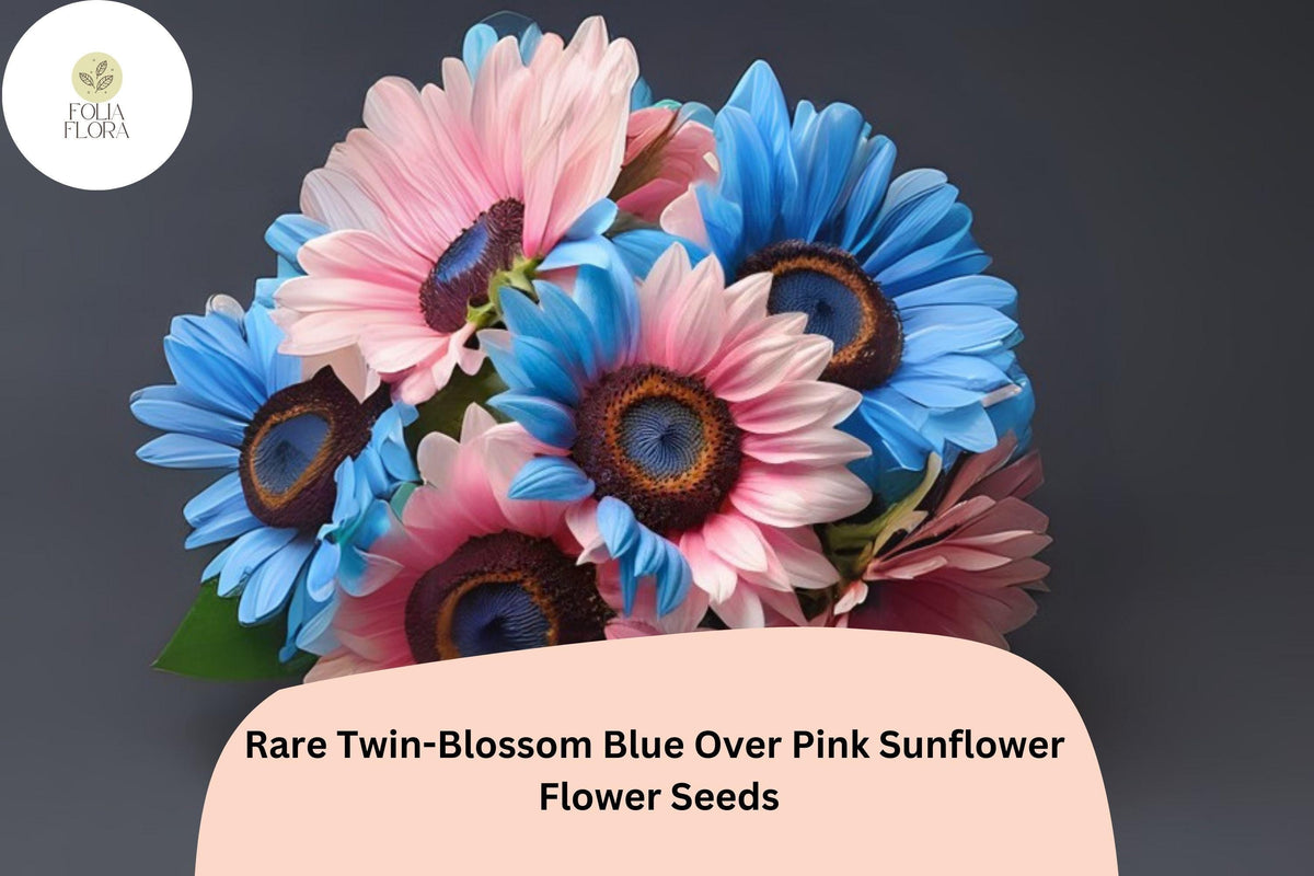 50pcs Rare Twin-Blossom Blue Pink Sunflower Seeds | Helianthus annuus Bicolor Flower for Garden & Cut Flowers
