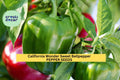 California Wonder Sweet Bell Pepper Seeds – 3 Pack, Heirloom, Green to Red, Capsicum annuum, Crispy Juicy Peppers for Garden or Container