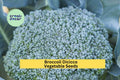 Broccoli Di Cicco Seeds – 3 Pack, Italian Heirloom, Compact Green Vegetable Seeds for Home Garden, Cool-Season, Brassica oleracea