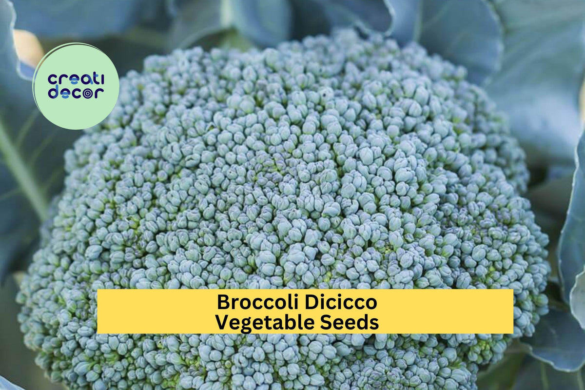 Broccoli Di Cicco Seeds – 3 Pack, Italian Heirloom, Compact Green Vegetable Seeds for Home Garden, Cool-Season, Brassica oleracea