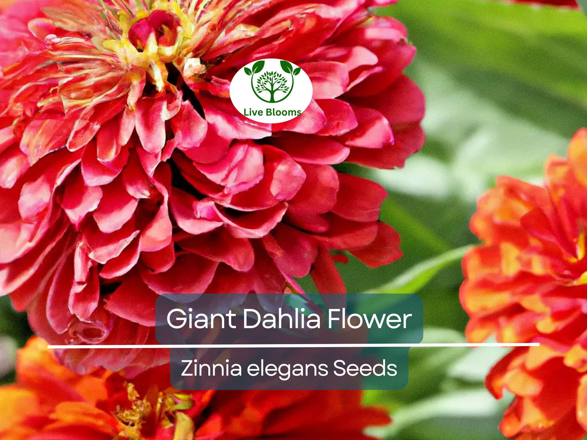 Giant Dahlia Flower Seeds 500 Pack | California Giants Mix | Vibrant Zinnia elegans Annual for Garden & Cut Flowers