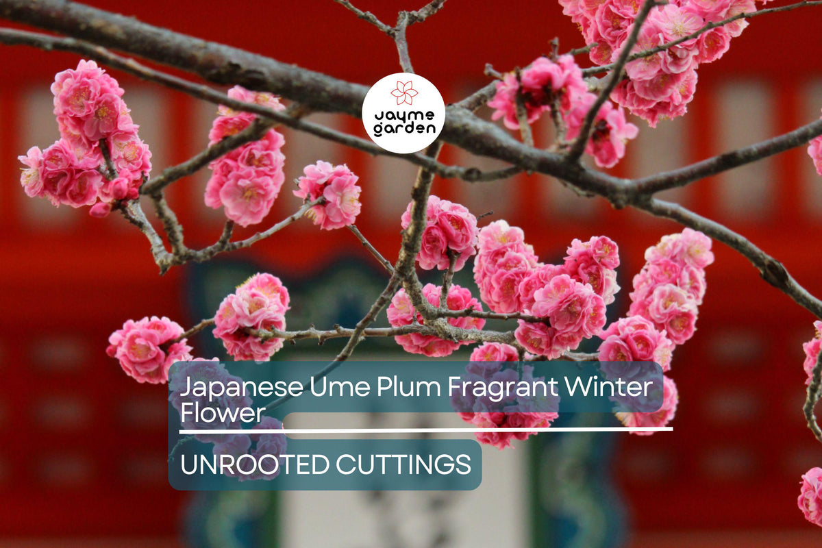 Japanese Ume Plum Cuttings – Fragrant Pink Flowers & Edible Fruits for Umeboshi & Umeshu, Prunus mume, Cold-Hardy Tree