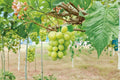 Live Shine Muscat Grape Vine Plant | 2-3 FT Fruiting Vitis vinifera for Garden or Vineyard