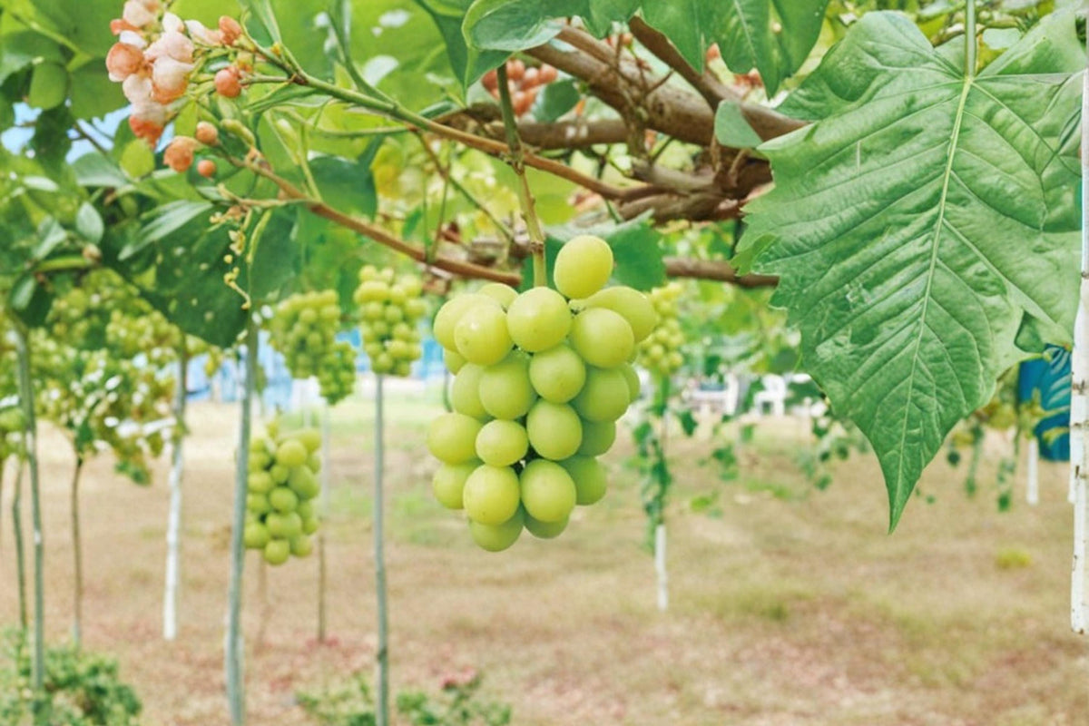Live Shine Muscat Grape Vine Plant | 2-3 FT Fruiting Vitis vinifera for Garden or Vineyard
