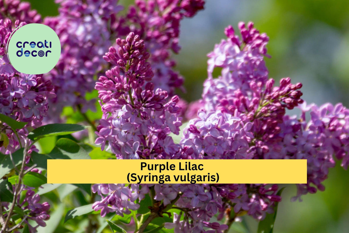 Purple Lilac Bush Bare Root Plants – Syringa vulgaris Fragrant Spring Blooming Shrubs, Hardy Zone 3–8