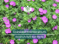 10 Bare Root Wild Geranium Plants – Geranium maculatum, Native Perennial Wildflower for Shade Gardens, Pollinator-Friendly