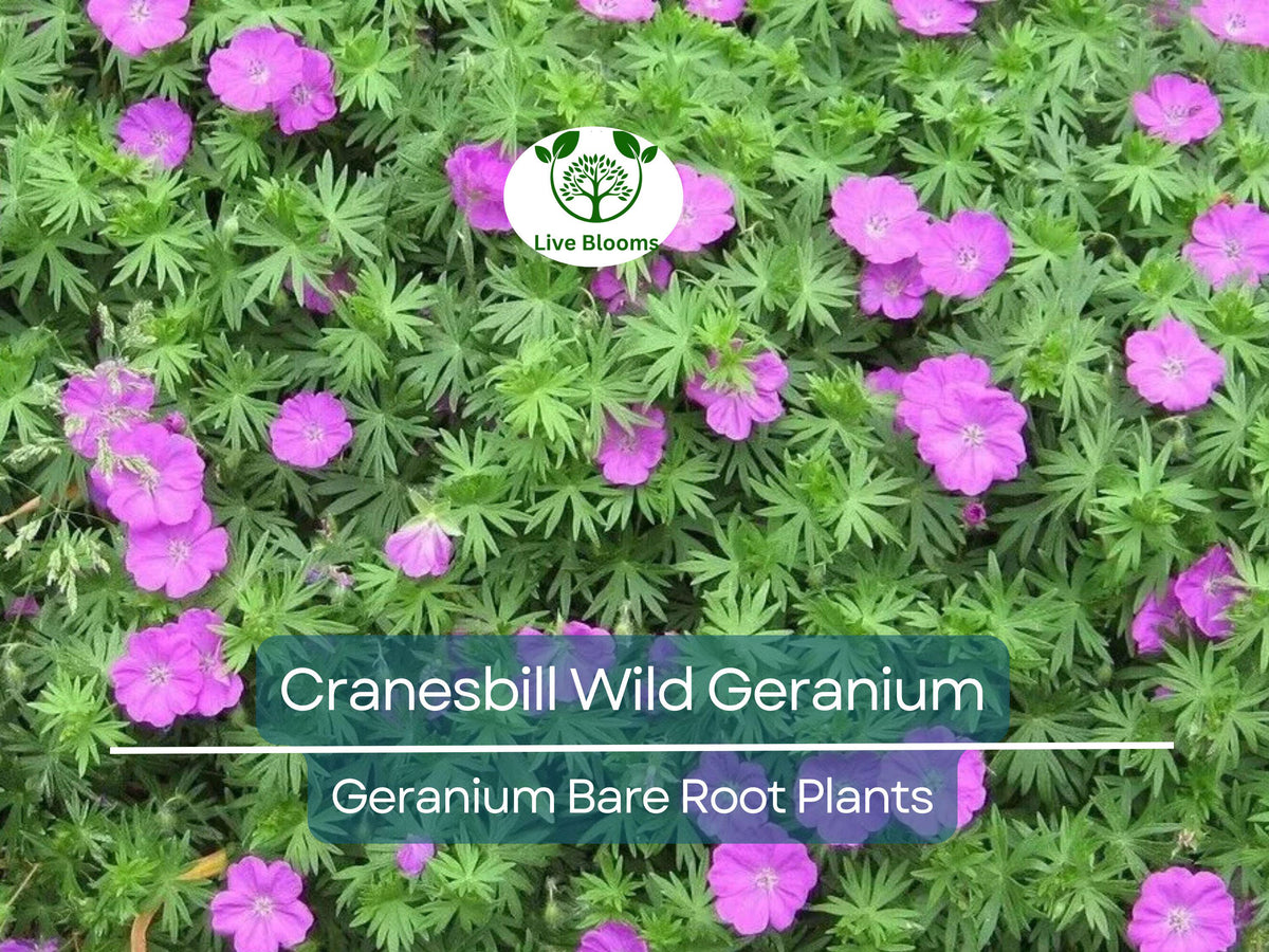 10 Bare Root Wild Geranium Plants – Geranium maculatum, Native Perennial Wildflower for Shade Gardens, Pollinator-Friendly
