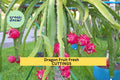 American Beauty Dragon Fruit Cuttings – 8–10” Self-Pollinating Hylocereus guatemalensis for Trellises & Containers
