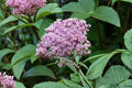 100 Joe Pye Weed Seeds – Eutrochium fistulosum Native Pollinator Wildflower for Bees & Butterflies