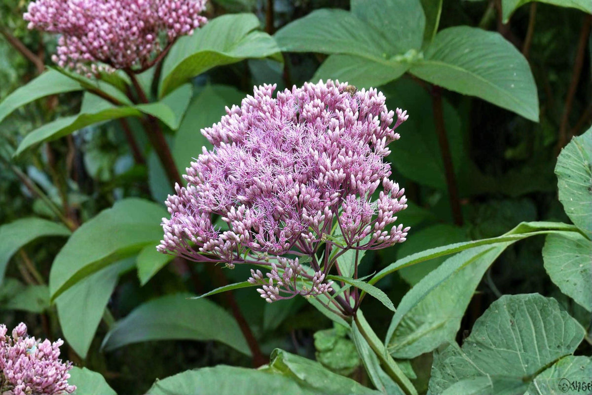 100 Joe Pye Weed Seeds – Eutrochium fistulosum Native Pollinator Wildflower for Bees & Butterflies