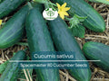 35 Seeds Cucumber Spacemaster 80, Compact, Disease-Resistant, Cucumis sativus for Small Gardens, Containers, Fresh Eating & Pickling