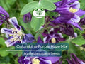 200 Seeds Columbine Purple Haze Mix Aquilegia vulgaris Perennial Flowers, Non-GMO, Butterfly & Hummingbird Attracting Seeds
