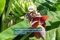 Red Tiger Darjeeling Banana Seeds – Musa sikkimensis, Cold Hardy Tropical Banana Plant for Zone 5, Exotic Red-Striped Foliage, Container & Garden