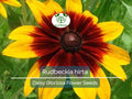 300 Seeds Daisy Gloriosa (Rudbeckia hirta) - Yellow Wildflower, Perennial, Drought Tolerant, Pollinator-Friendly, Garden Planting