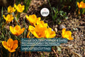 Crocus Bulbs – Orange Monarch, Early Spring Bloomers, Golden Orange & Dark Red Mahogany Flowers, Crocus olivieri subsp. balansae