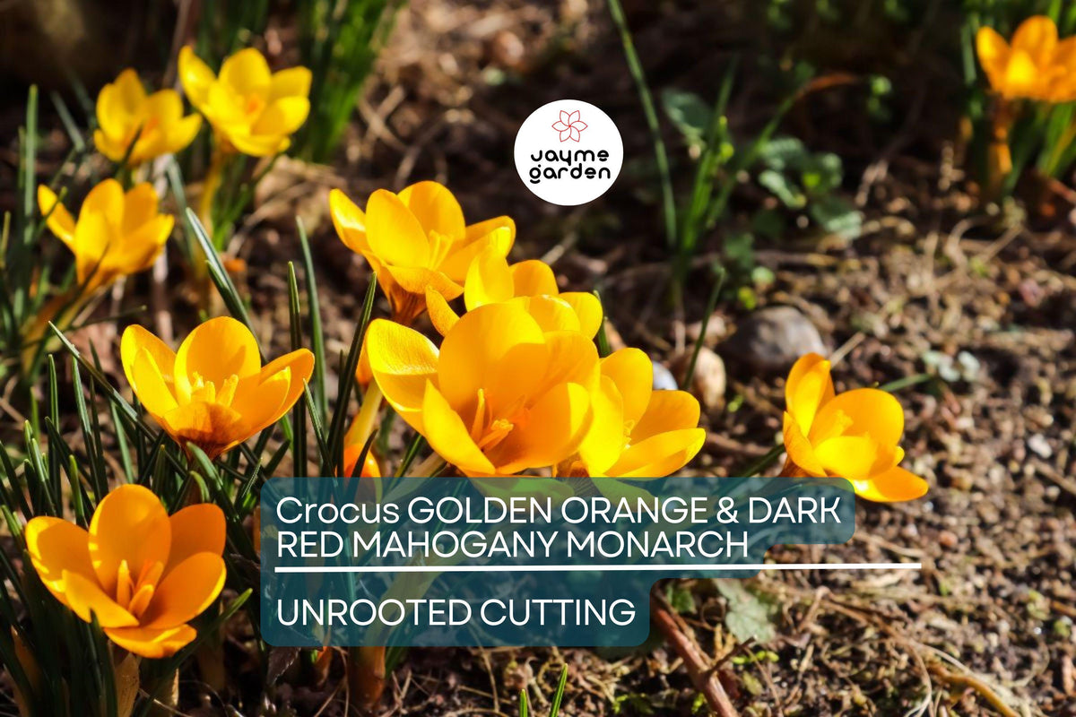 Crocus Bulbs – Orange Monarch, Early Spring Bloomers, Golden Orange & Dark Red Mahogany Flowers, Crocus olivieri subsp. balansae