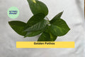 Golden Pothos Cuttings | Set of 4 Live Rooted Indoor Vine Plants | Epipremnum aureum for Hanging Baskets & Houseplant Decor