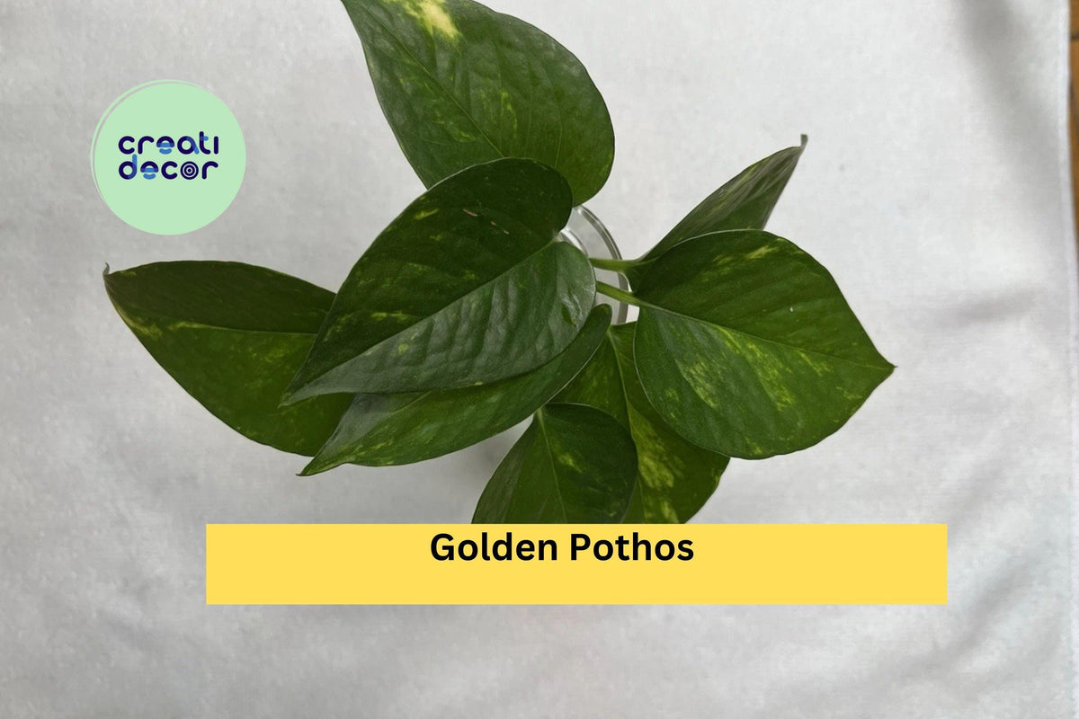 Golden Pothos Cuttings | Set of 4 Live Rooted Indoor Vine Plants | Epipremnum aureum for Hanging Baskets & Houseplant Decor