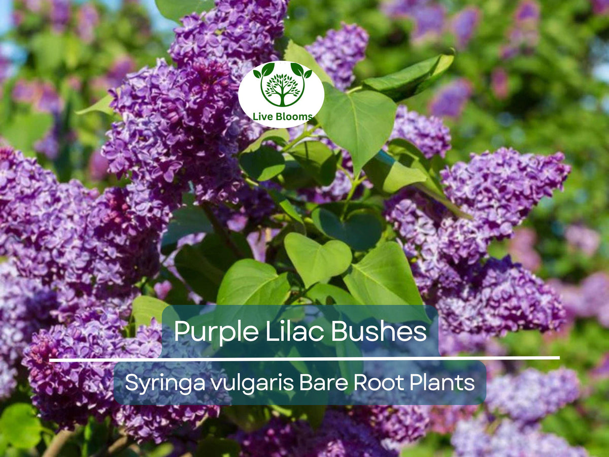 20 Purple Lilac Bushes – Bare Root Fragrant Spring Blooms for Borders & Hedges – Syringa vulgaris