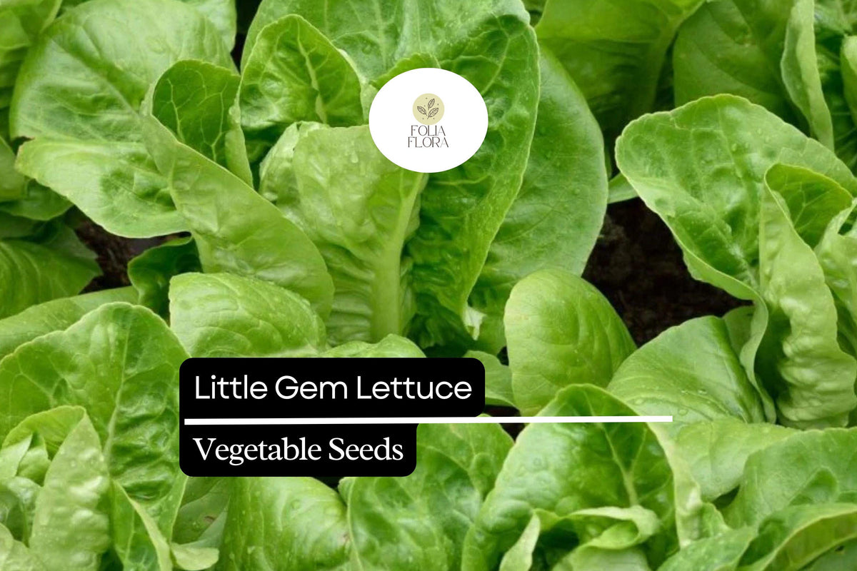 Little Gem Lettuce (Lactuca sativa) Mini Romaine Variety, Sweet & Crisp, Container-Friendly, Fast-Growing Salad Greens